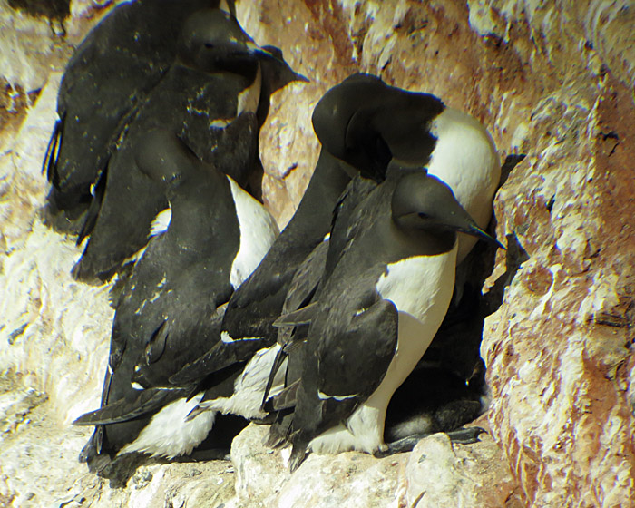 08_trottellumme_pullus_helgoland_2014-05-31_1105