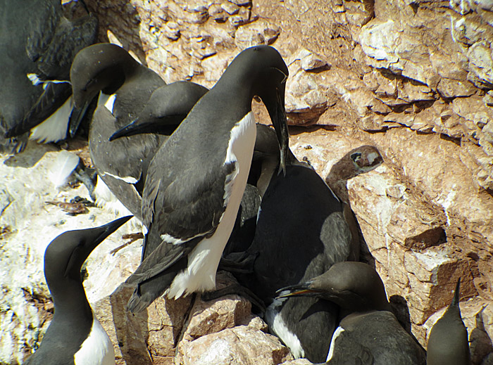 09_ringellumme_fisch_helgoland_2014-05-31_1246