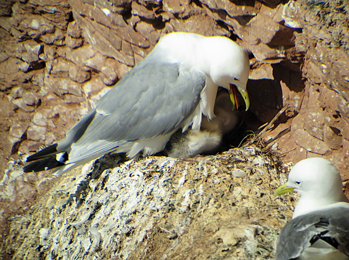 10_dreizehenmoewe_pulli_helgoland_2014-05-31_1256