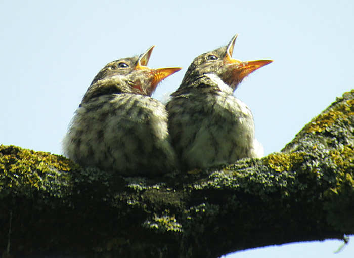 10_grauschnaepper_junge_ismaning_2014-06-21_3023