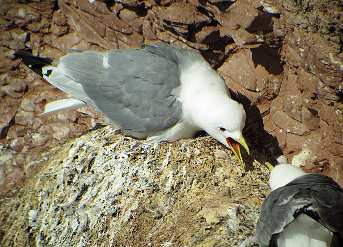 10b_dreizehenmoewe_helgoland_2014-05-31_1260