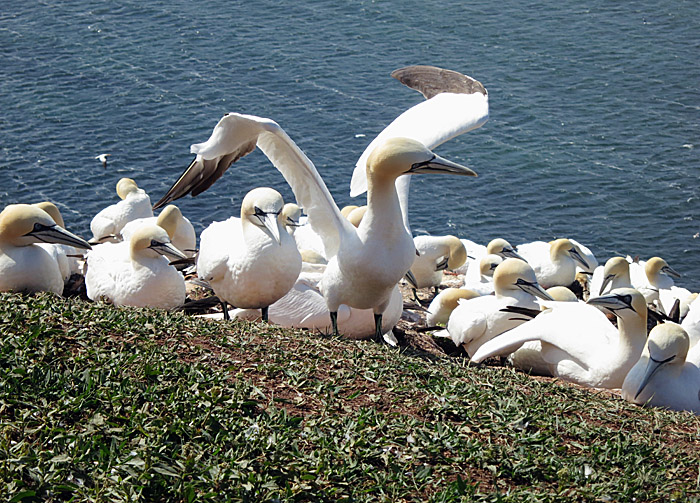 11_basstoelpel_helgoland_2014-05-31_1356