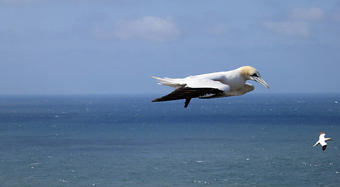12_basstoelpel_helgoland_2014-05-31_1309