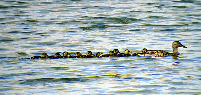 12_stockente_junge_ismaning-2014-06-21_3254