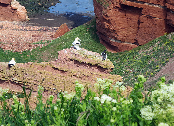 13_basstoelpel_tordalk_helgoland_2014-05-31_1295