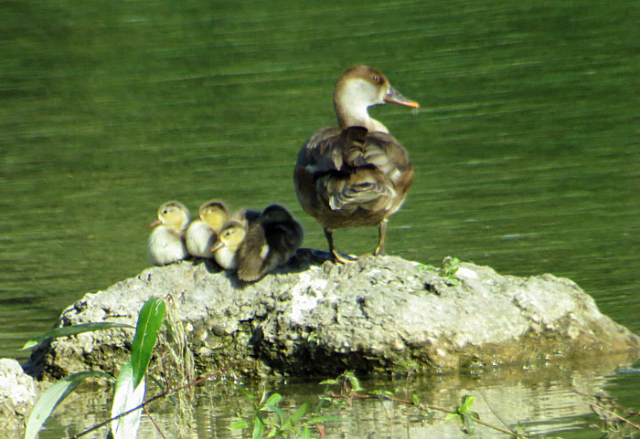 13c_kolbenente_junge_ismaning-2014-06-21_3604