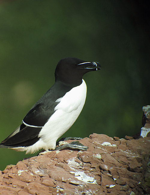 14_tordalk_helgoland_2014-05-31_1287