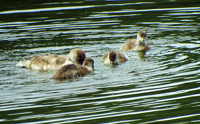 kolbenente_pulli_ismaninger_2014-07-13_4818