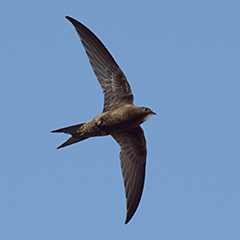 Mauersegler und Nachwuchs bei den Nilgänsen