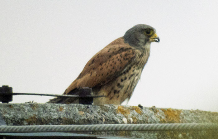 turmfalke_ismaninger_2014-07-13_4738