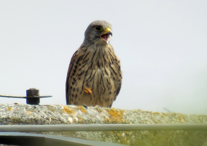turmfalke_ismaninger_2014-07-13_4745