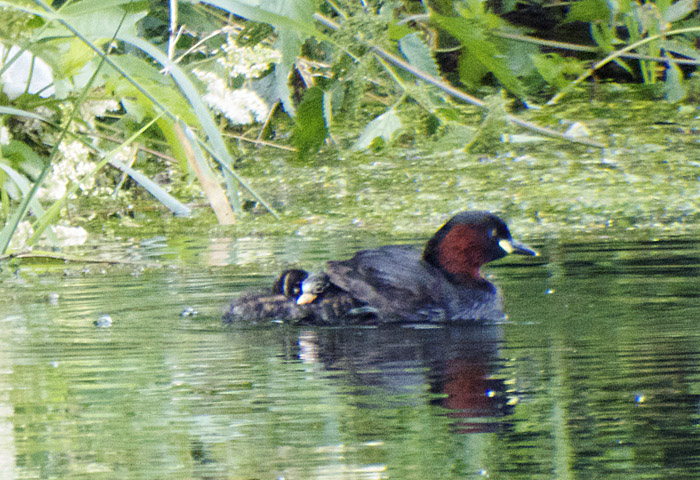 zwergtaucher_ismaninger_2014-07-13_4638