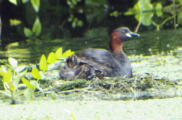 zwergtaucher_ismaninger_2014-07-13_4643