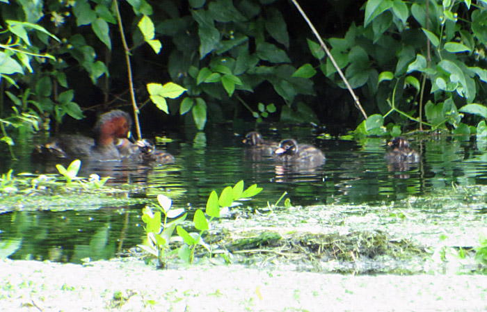 zwergtaucher_junge_ismaninger_2014-07-13_4618