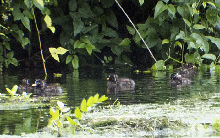 zwergtaucher_junge_ismaninger_2014-07-13_4620