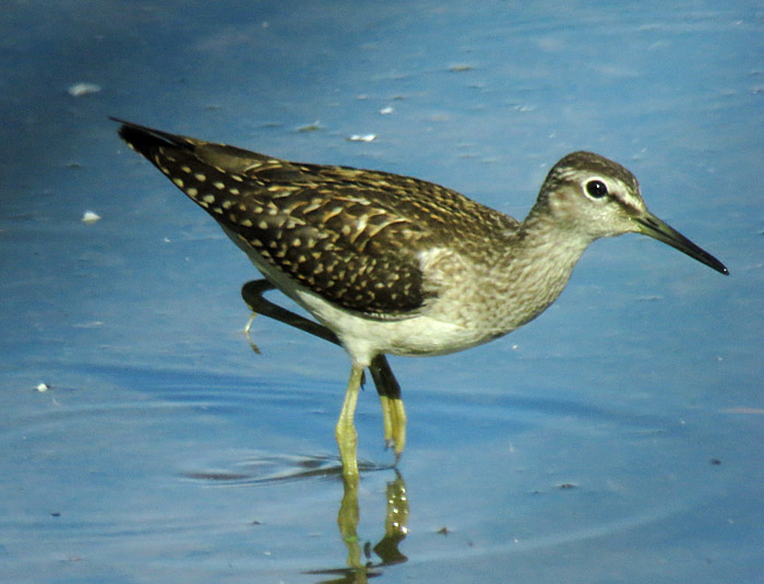 01_bruchwasserlaeufer_echinger_2014-08-02_5632