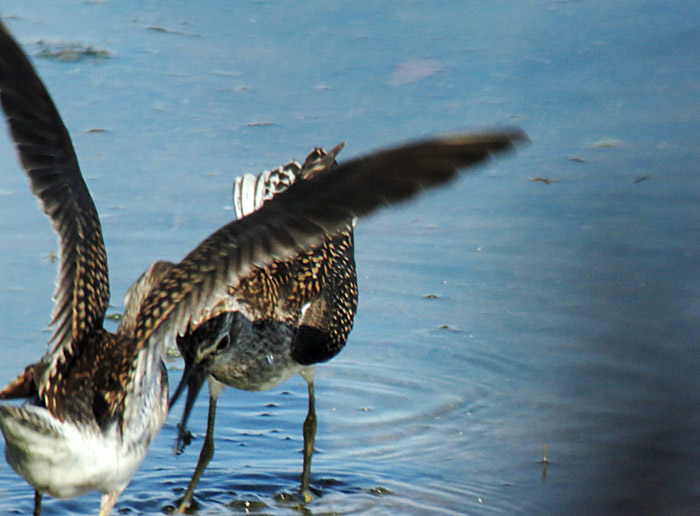 02_bruchwasserlaeufer_echinger_2014-08-02_5633
