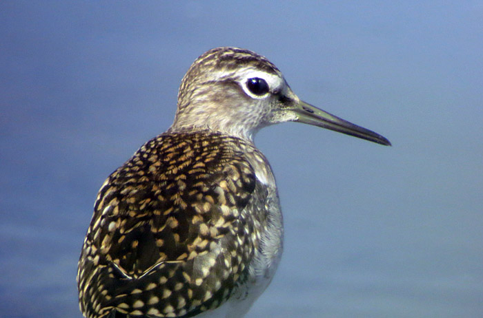 03_bruchwasserlaeufer_echinger_2014-08-02_5856