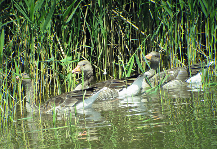 09_graugaense_echinger_2014-08-02_6046