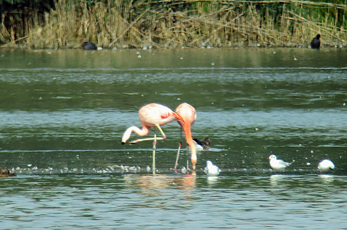 10_chileflamingo_echinger_2014-08-02_5863