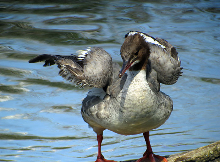 12_gaensesager_echinger_2014-08-02_6145