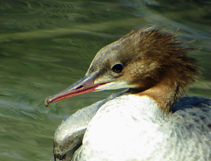 12b_gaensesaeger_echinger_2014-08-02_6168