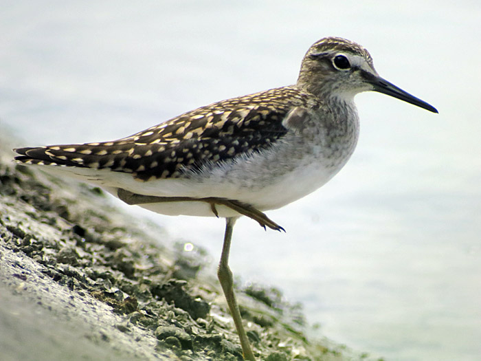 13_bruchwasserlaeufer_echinger_2014-08-02_6315