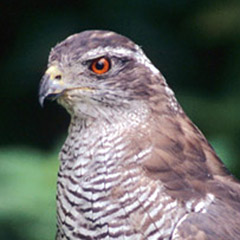 Habicht und Weißstorch am Ammersee