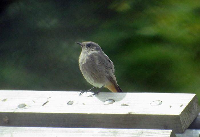 06_hausrotschwanz_hachinger-tal_2014-08-15_6971