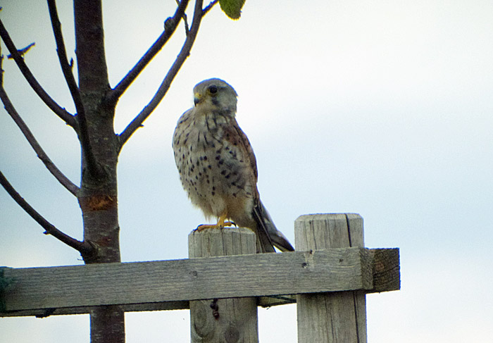 09_turmfalke_hachinger-tal_2014-08-15_7044