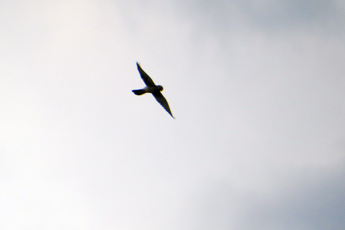 11_turmfalke_flug_hachinger-tal_2014-08-15_7059