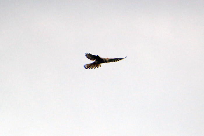 12_turmfalke-flug_hachinger-tal_2014-08-15_7067