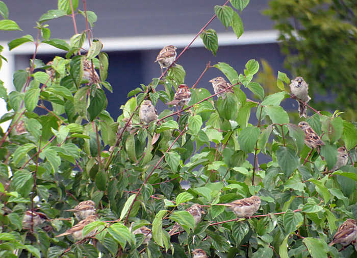 13_spatz_sammelplatz_unterhaching_2014-08-15_7109