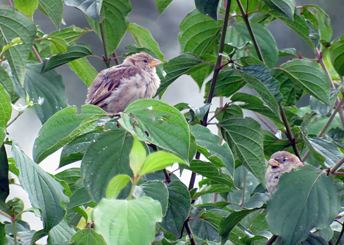 15_haussperling_unterhaching_2014-08-15_7149