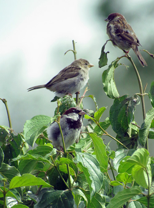 18_haussperling_unterhaching_2014-08-15_7175