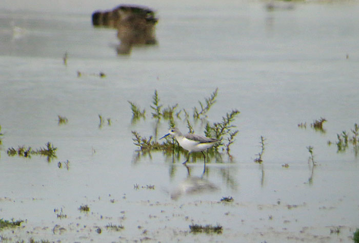 01_teichwasserlaeufer_zicklacke_2014-09-12_1170