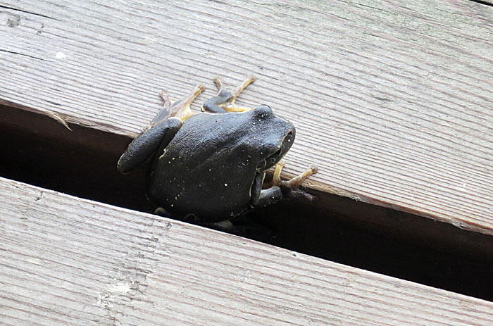 15_balkanmoorfrosch_sandeck-neudegg_2014-09-12_1549