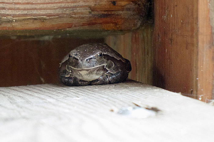16_balkanmoorfrosch_sandeck-neudegg_2014-09-12_1604