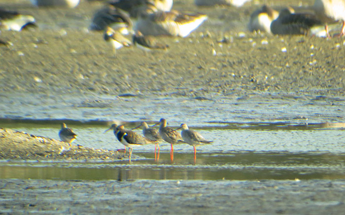 dunkle_wasserlaeufer_kiebitz_gr_roetelseeweiher_okt14_3106