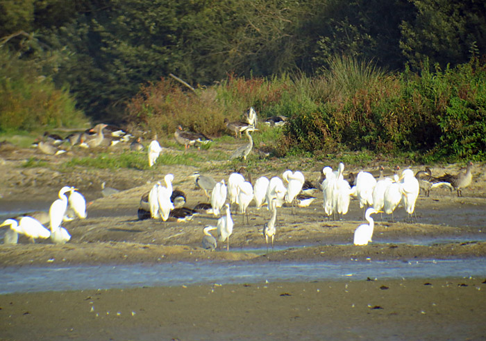 silberreiher_gr-roetelseeweiher_cham_okt14_3178