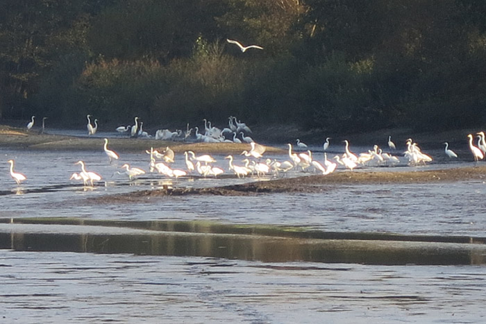 silberreiher_gr-roetelseeweiher_cham_okt14_3214