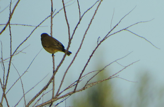 11_unbestimmter-vogel_albufereta_jan15_1439