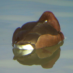 Moorente und Zwergsäger am Ismaninger Speichersee