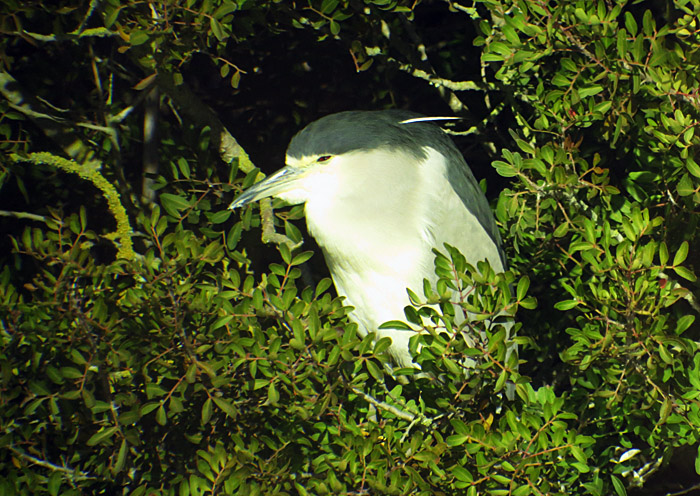 02_nachtreiher_albufera_mallorca_jan15_2196