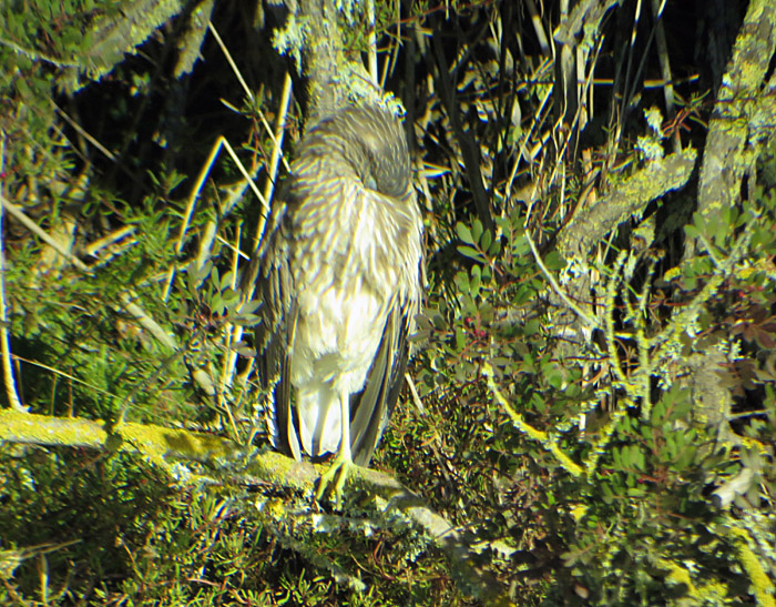 03_nachtreiher_juv_albufera_mallorca_jan15_2217