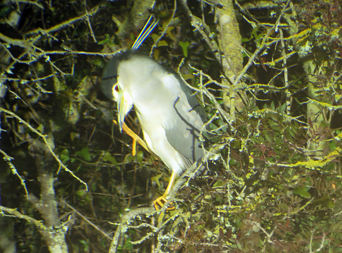 04_nachtreiher_albufera_mallorca_jan15_2264