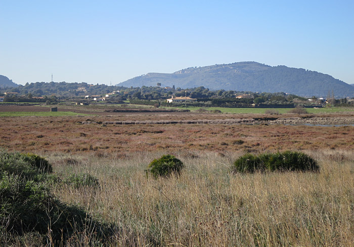 05_albufereta_westen_jan15_1587