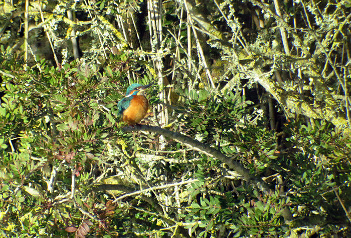 05_eisvogel_albufera_mallorca_jan15_2225