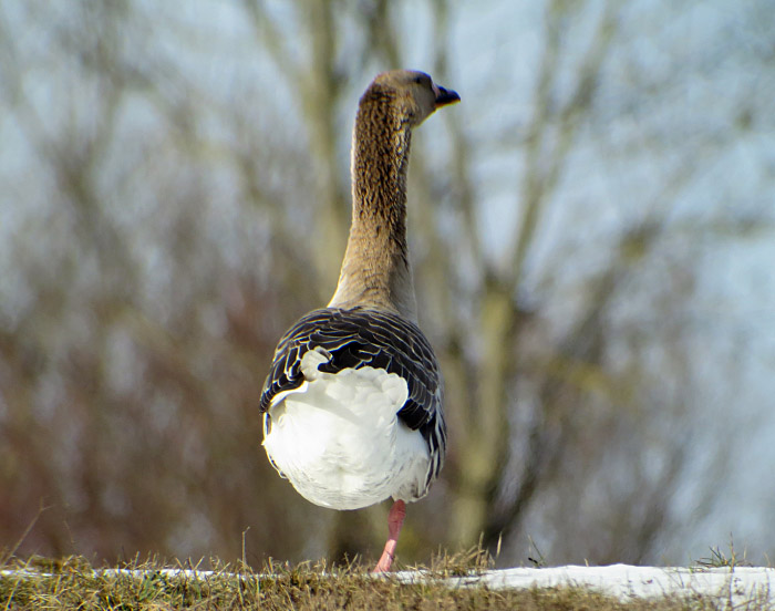 05_graugans_ismaninger_febr15_2993