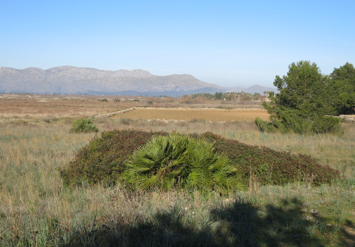 06_albufereta_blick_n_osten_jan15_1585